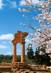 opSicilie - Amandelboom in bloei in Agrigento, Sicilie