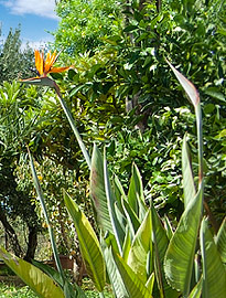 opSicilie - Vakantiewoning Balestrate Sicilie