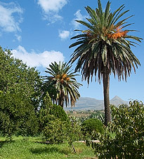opSicilie - vakantiewoning Balestrate, Sicilie