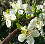 opSicilie - Bloemen in natuurreservaat Monte Pellegrino