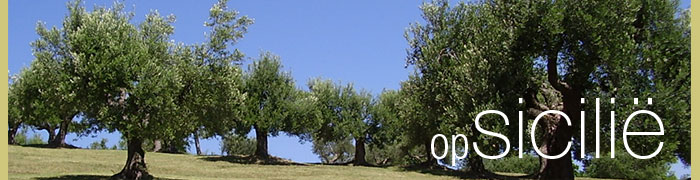 opSicilie - Olijfbomen op Sicilie