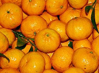opSicilie - Siciliaanse streekproducten - Mandarino tardivo uit Ciaculli