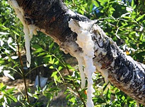 opSicilie - Siciliaanse streekproducten - Manna uit de Madonie