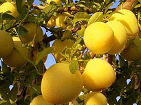 opSicilie - Siciliaanse streekproducten - Susine bianche uit Monreale