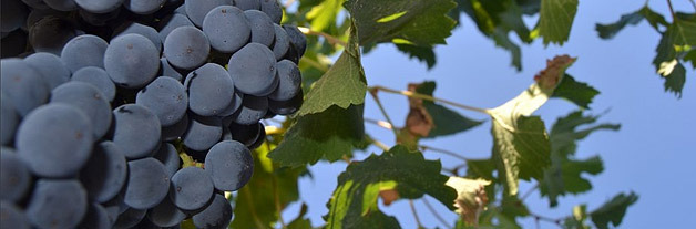 opSicilie - druiven bioviola, Alcamo - Sicilie